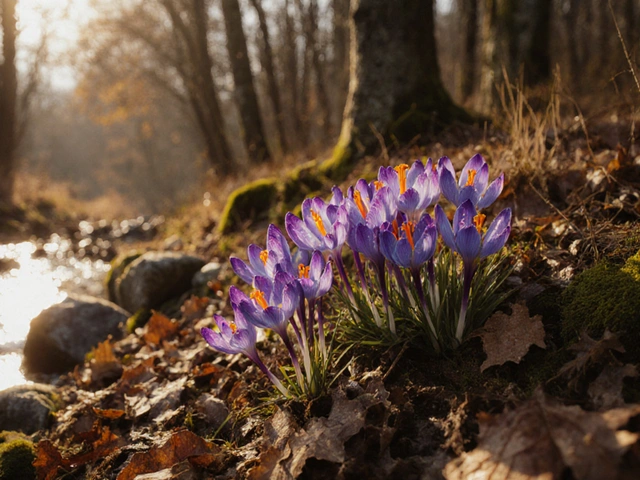 Где находится шафран прекрасный (Crocus speciosus): ареал, места обитания, как отличить от безвременника